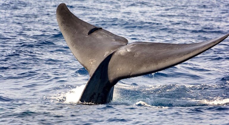 Private 2-Hour Dolphin Tour in Kalpitiya