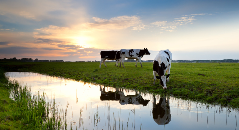 Group Tour: Windmills, Edam, Volendam & Marken