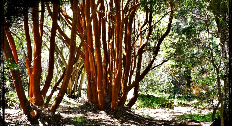 Dieci segreti e un sapore unico - Tour di Bariloche
