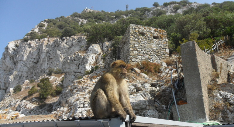 Gibraltar Upper Rock Tour