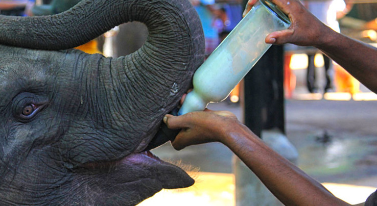 Excursión privada de un día a Kandy (Sri Lanka)