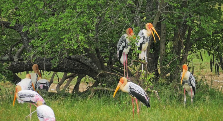 Safari de medio día por el Parque Nacional de Kumana en Arugam Bay