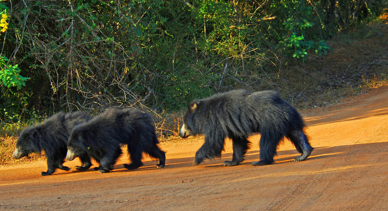 Safari de medio día por el Parque Nacional de Kumana en Arugam Bay