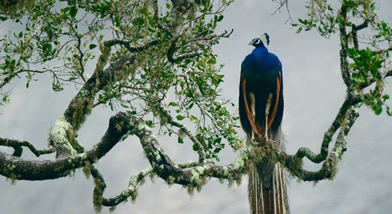 Safari de medio día por el Parque Nacional de Kumana en Arugam Bay