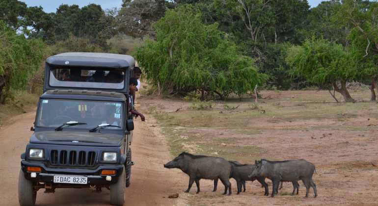Safari de medio día por el Parque Nacional de Kumana en Arugam Bay