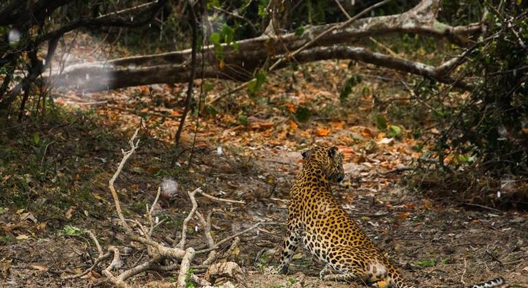 Safari de medio día por el Parque Nacional de Kumana en Arugam Bay