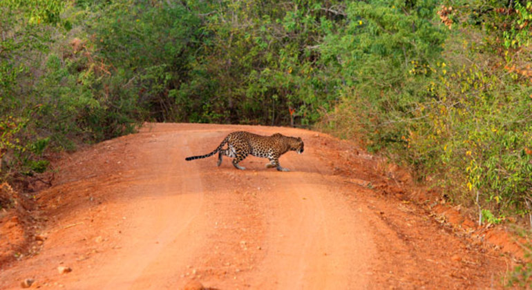 Safari de medio día por el Parque Nacional de Kumana en Arugam Bay