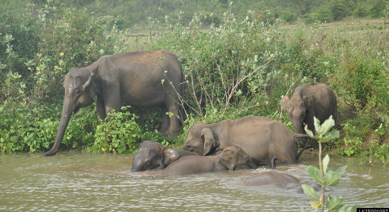 Safari de Medio Día en el Parque Nacional Udawalawe