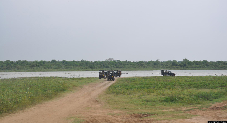 Safari de Medio Día en el Parque Nacional Udawalawe