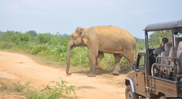 Safari de Medio Día en el Parque Nacional Udawalawe