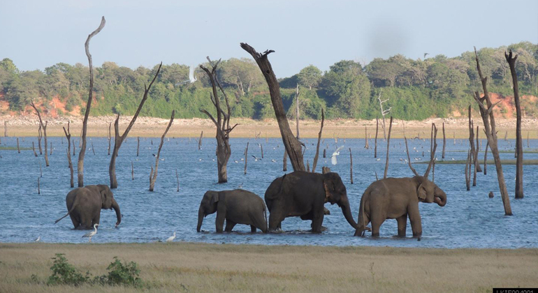 Kaudulla National Park Private Safari (3- Hours)