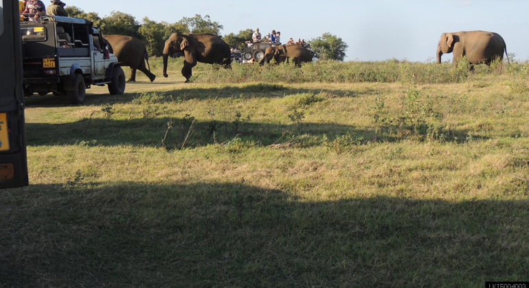 Kaudulla National Park Private Safari (3- Hours)