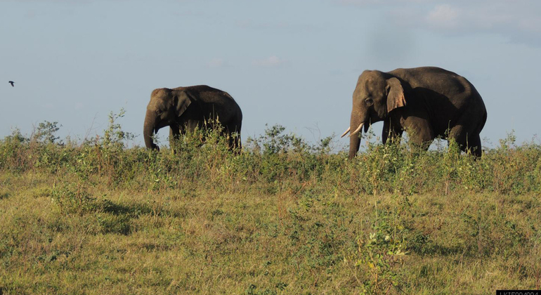 Kaudulla National Park Private Safari (3- Hours)
