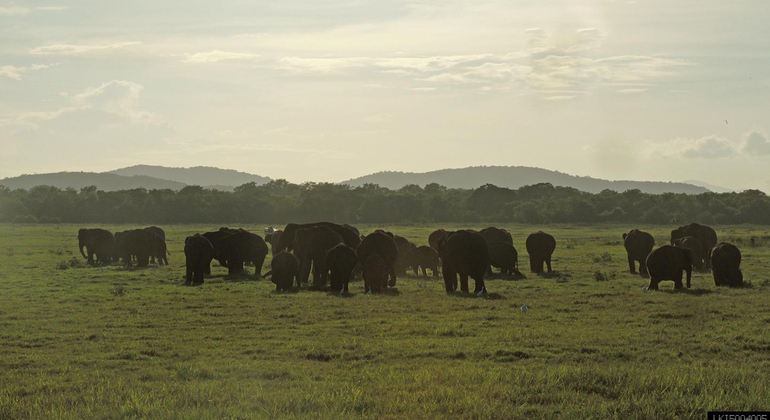 Kaudulla National Park Private Safari (3- Hours)