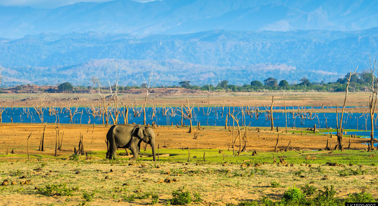 Kaudulla National Park Private Safari (3- Hours)