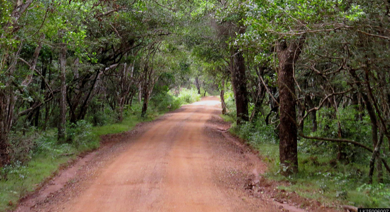 Medio Día en el Parque Nacional Wilpattu Safari