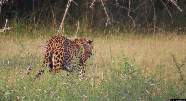 Medio Día en el Parque Nacional Wilpattu Safari