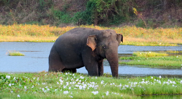 Safari privé de 10 heures dans le parc national de Wasgamuwa