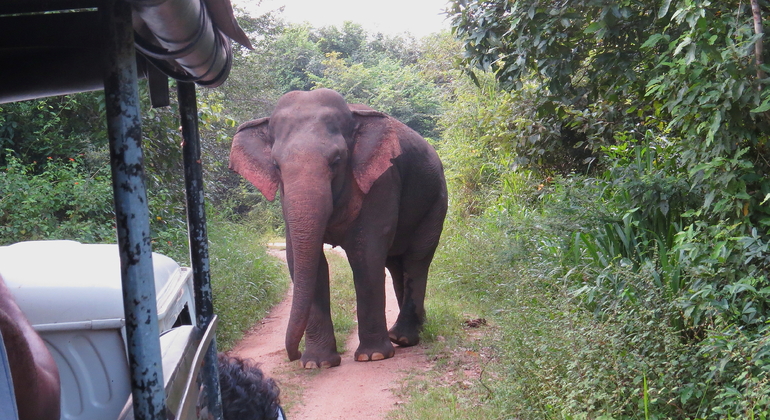 Safari privé de 10 heures dans le parc national de Wasgamuwa