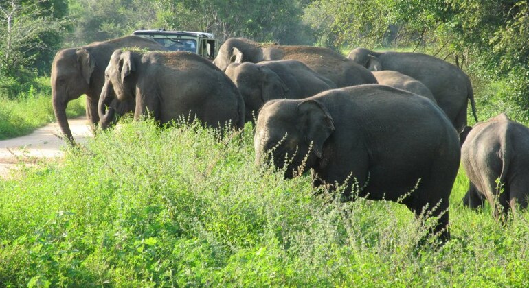 Safari privé de 10 heures dans le parc national de Wasgamuwa