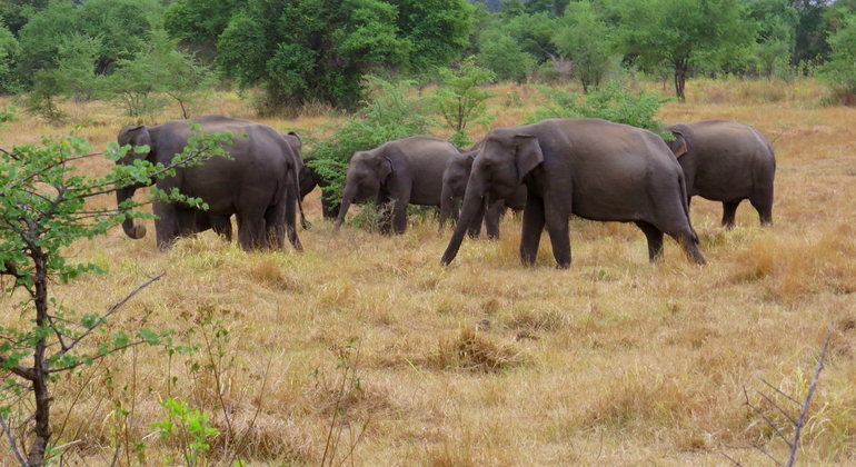 Safari privé de 10 heures dans le parc national de Wasgamuwa