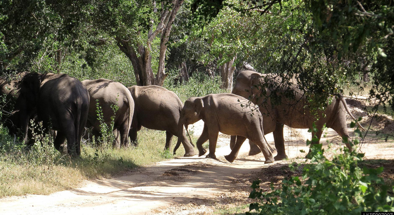 Safari dans le parc national de Yala au départ de Weligama