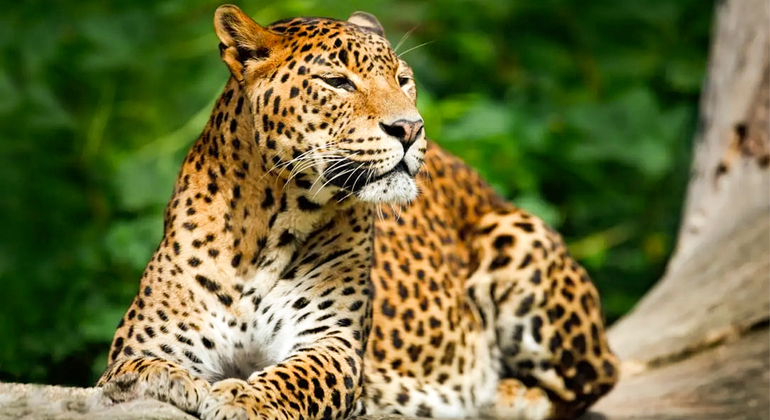 Safari dans le parc national de Yala au départ de Weligama