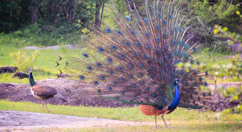 Safari dans le parc national de Yala au départ de Weligama