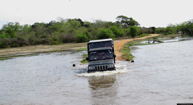 Safari privé de 3 heures dans le parc national de Kumana