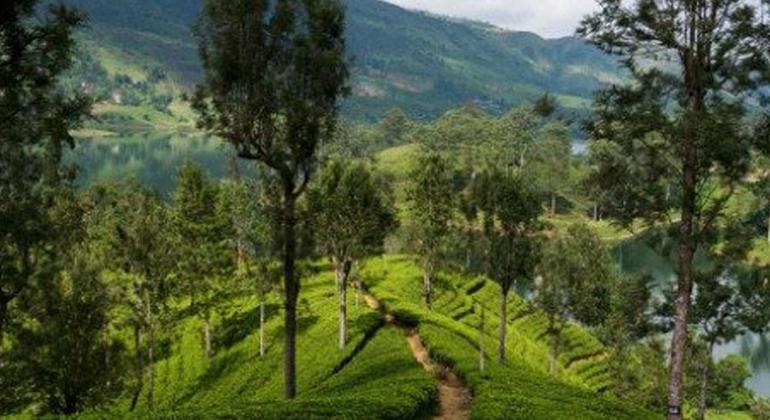 Aspectos Destacados de las Tierras Altas de Kandy
