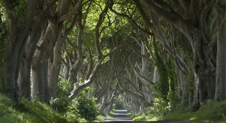 From Belfast : Titanic Experience & Giants Causeway Tour