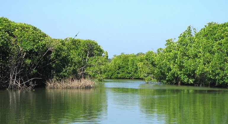 Safari en barco por la laguna de manglares de Arugam Bay