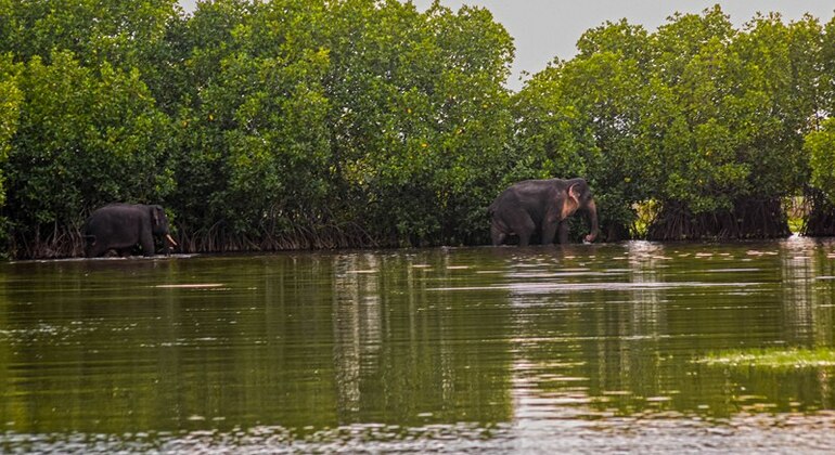 Safari en barco por la laguna de manglares de Arugam Bay