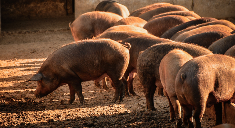 Dehesa Pig Farm and Iberian Ham Tasting Private Tour