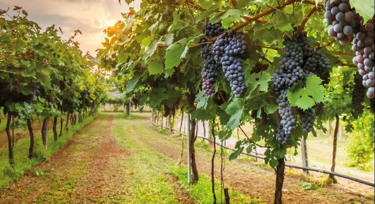 Chianti Half Day Wine Tour Florence