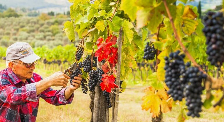 Chianti Half Day Wine Tour Florence