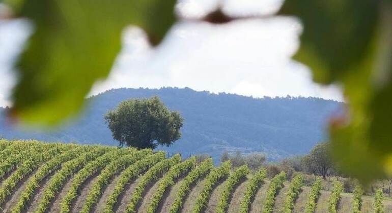 Chianti E-Bike Tour from Florence
