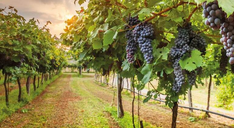 Tour della Toscana in un giorno