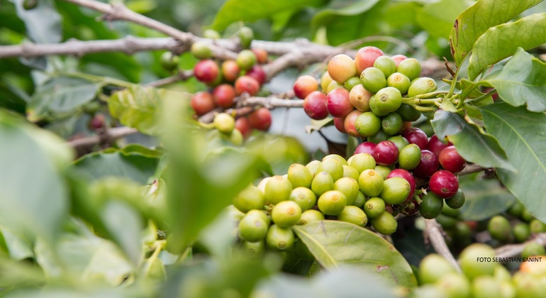 Ferme du café - Visite de groupe et départ quotidien