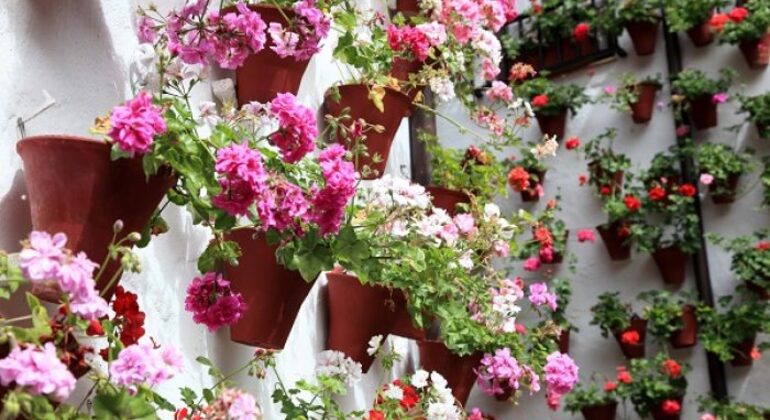 Special Tour of the Cordoba Courtyards Festival