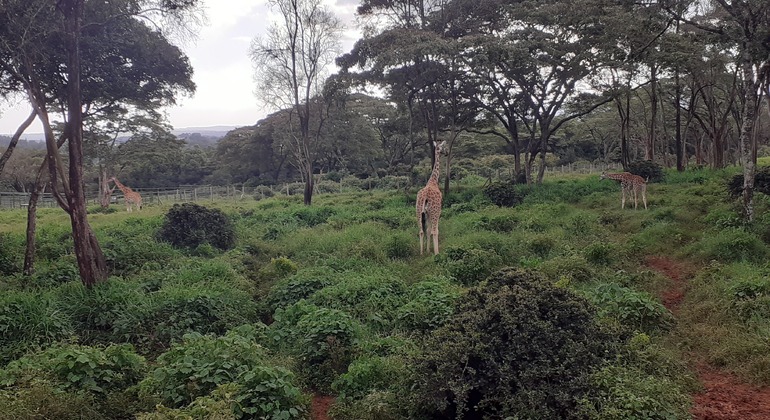 N. N. P., Elefantenwaisenhaus, Giraffenzentrum, Karen Blixen & Bomas Tour