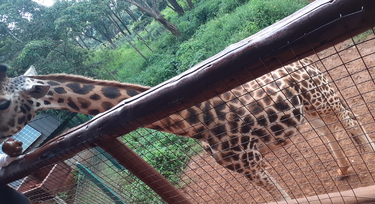 N. N. P., Elefantenwaisenhaus, Giraffenzentrum, Karen Blixen & Bomas Tour