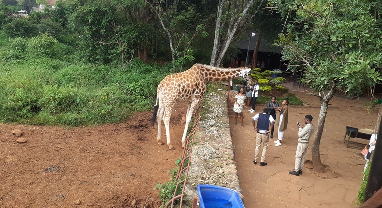 N. N. P., Elefantenwaisenhaus, Giraffenzentrum, Karen Blixen & Bomas Tour