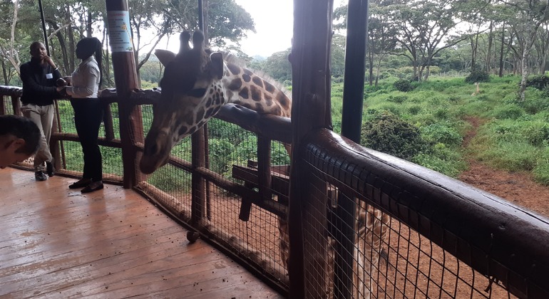N. N. P., Elefantenwaisenhaus, Giraffenzentrum, Karen Blixen & Bomas Tour