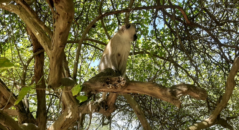 N. N. P., Elefantenwaisenhaus, Giraffenzentrum, Karen Blixen & Bomas Tour
