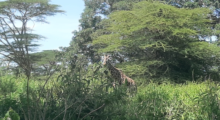 N. N. P., Elefantenwaisenhaus, Giraffenzentrum, Karen Blixen & Bomas Tour