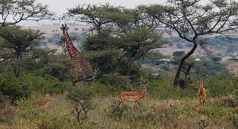 N. N. P., Elefantenwaisenhaus, Giraffenzentrum, Karen Blixen & Bomas Tour