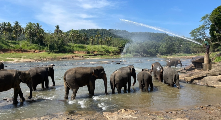 Visita a la ciudad de Kandy y Pinnawala
