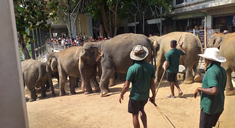 Visita a la ciudad de Kandy y Pinnawala
