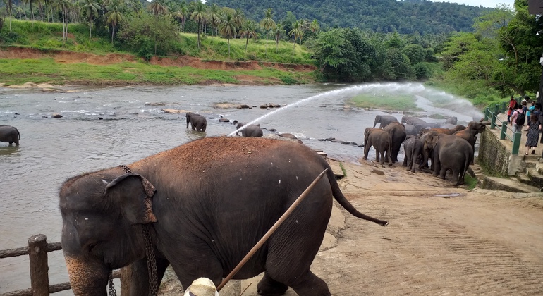 Visita a la ciudad de Kandy y Pinnawala